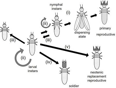 How Can Termites Achieve Their Unparalleled Postembryonic Developmental Plasticity? A Test for the Role of Intermolt-Specific High Juvenile Hormone Titers